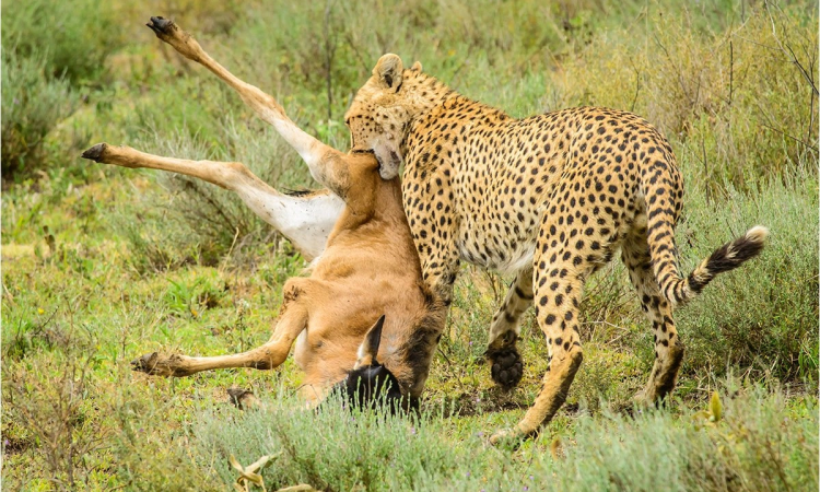 9 days best of Tanzania Safari