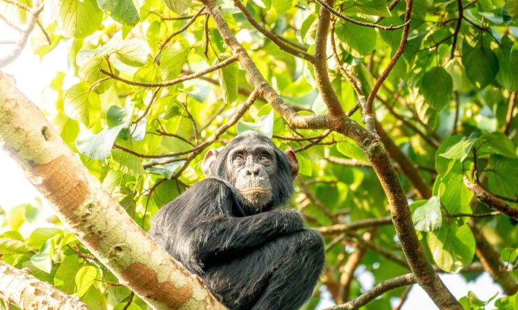 Best places to see chimpanzees in Uganda