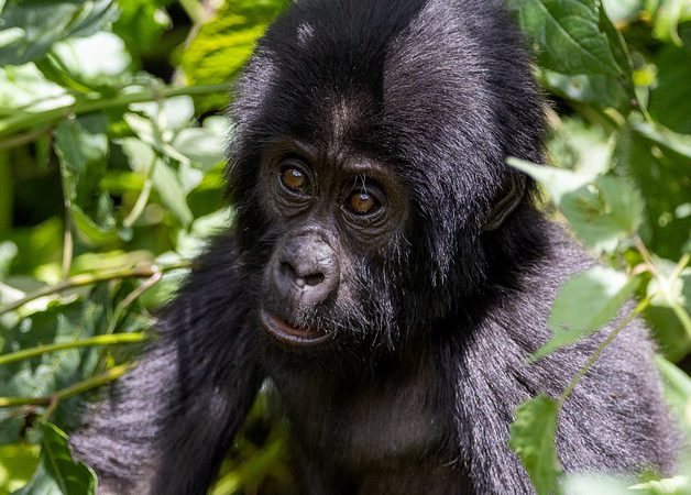 3 days Flying Gorilla safari to southern Bwindi National Park (Rushaga)