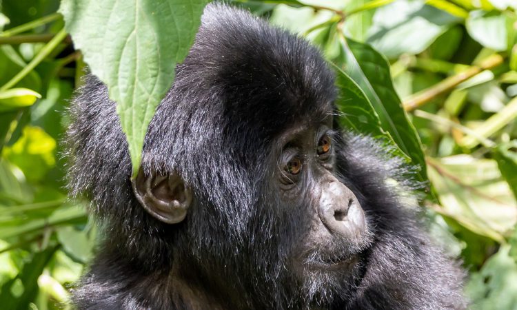 3 days Uganda Flying Gorilla safari to Bwindi National Park (Buhoma)
