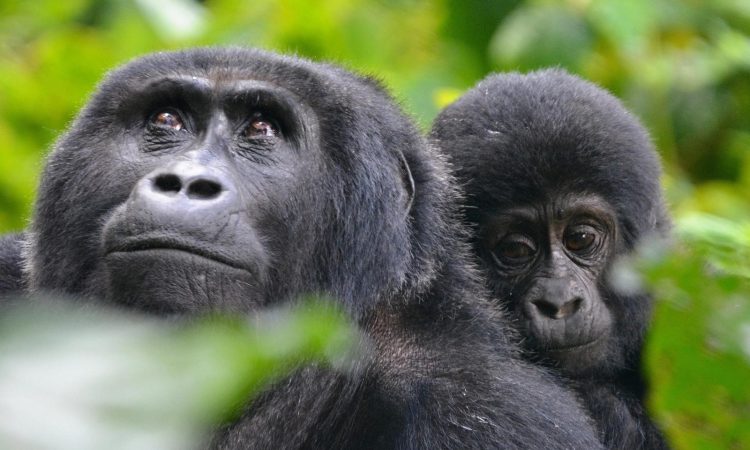 Comparison between gorilla trekking and wildlife safaris in Uganda.