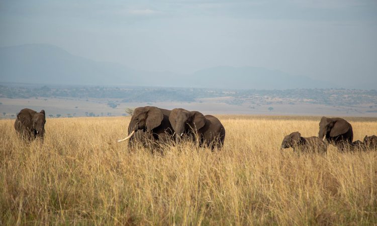 4 days Kidepo National Park Flying Safari.