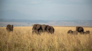 Elephants in Queen Elizabeth National Park
