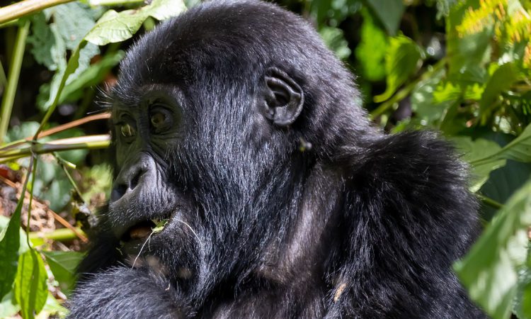 3 days Mgahinga Flying Gorilla safari