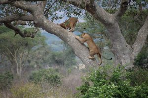 Ishasha climbing lions