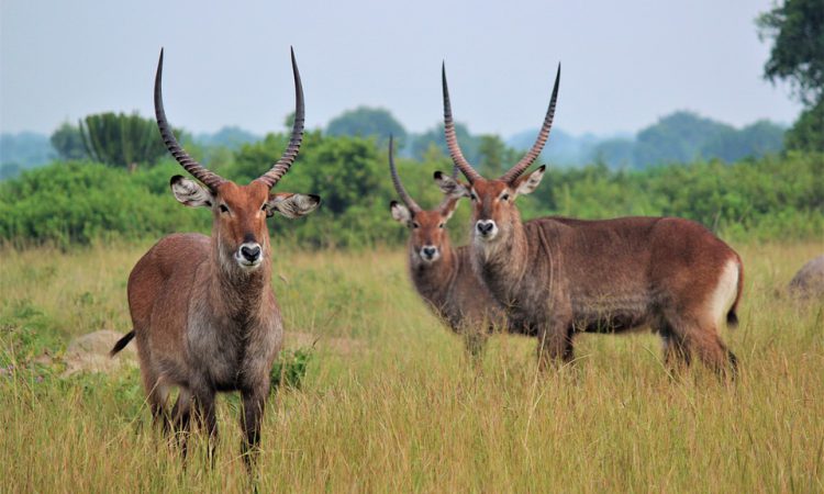 3 days Lake Mburo Flying safari