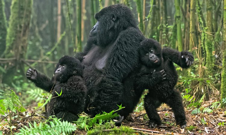 Gorilla Safaris in Uganda