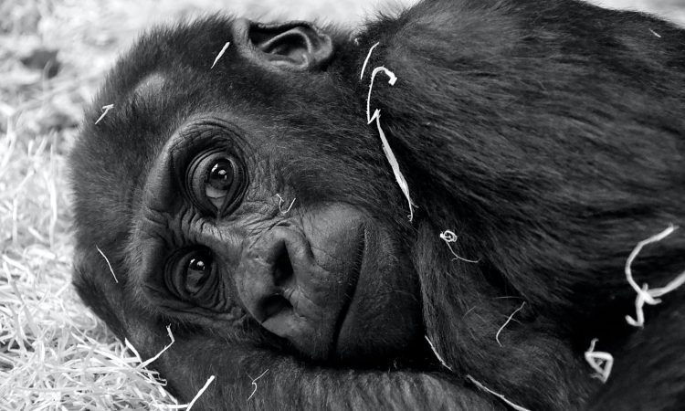 Combine Gorilla trekking and chimpanzee trekking in Uganda