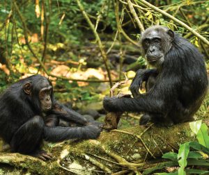 New Uganda Chimpanzee Permit Prices 2024 – 2026