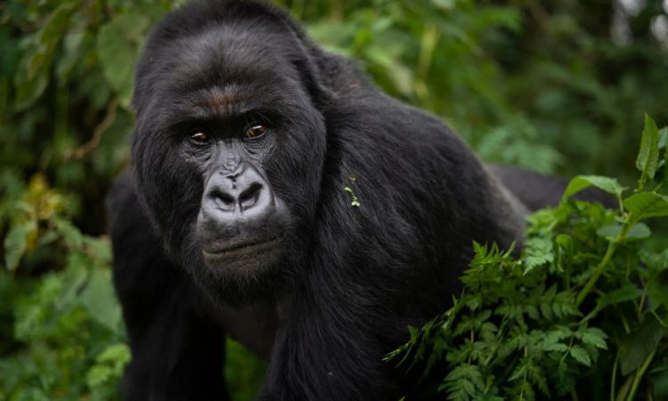 How can I reschedule a gorilla permit in Uganda?