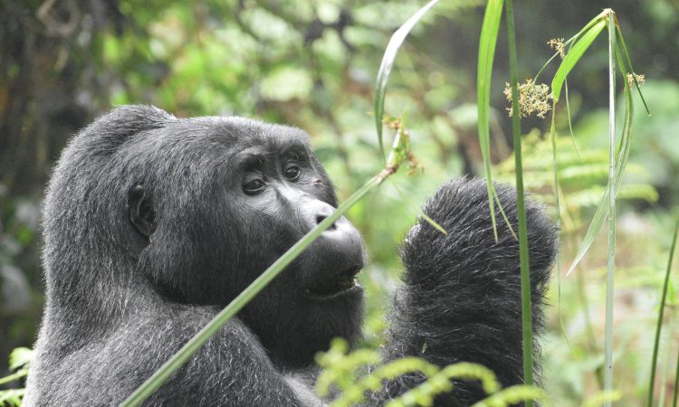 Budget Gorilla Trekking Safaris & Tours