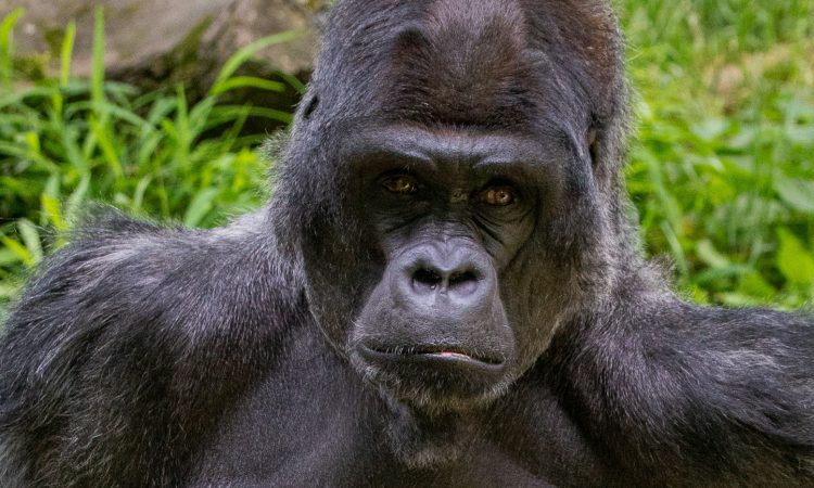 Congo Gorilla Safaris - Gorilla Trekking Tours in DR Congo