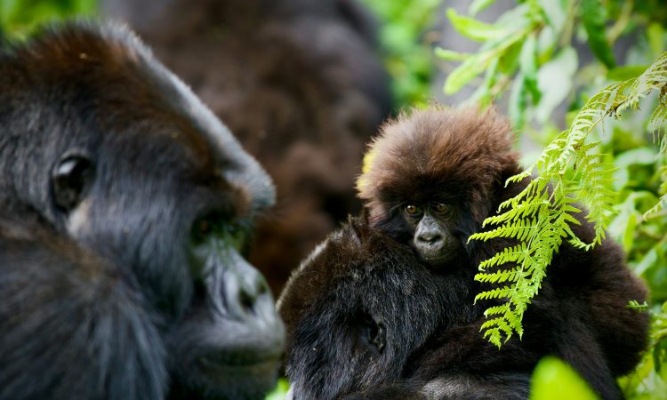 Rwanda Gorilla Safaris - Rwanda Safaris & Gorilla Trekking