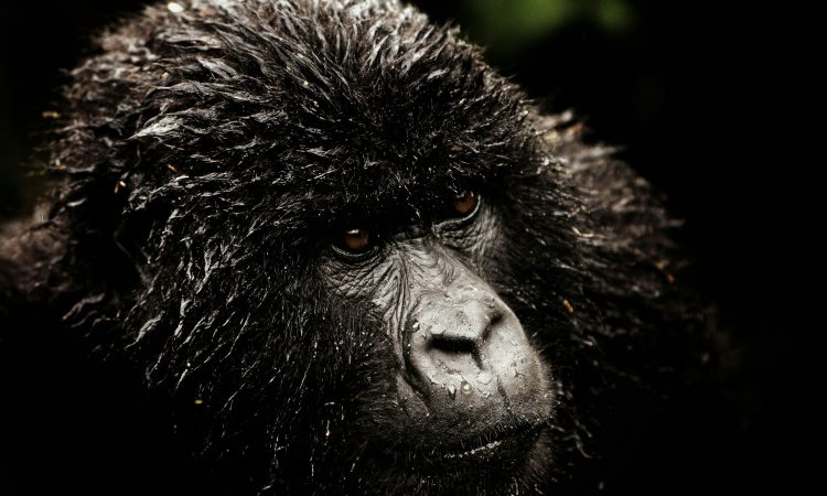main-gorilla