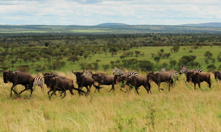10 Days Epic Kenya Safari (Aberdare NP, Samburu NP, Lake Nakuru, Masai Mara, Nairobi)
