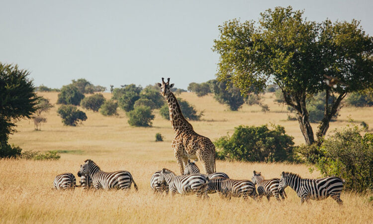 10 Days Tanzania Northern Circuit Safari