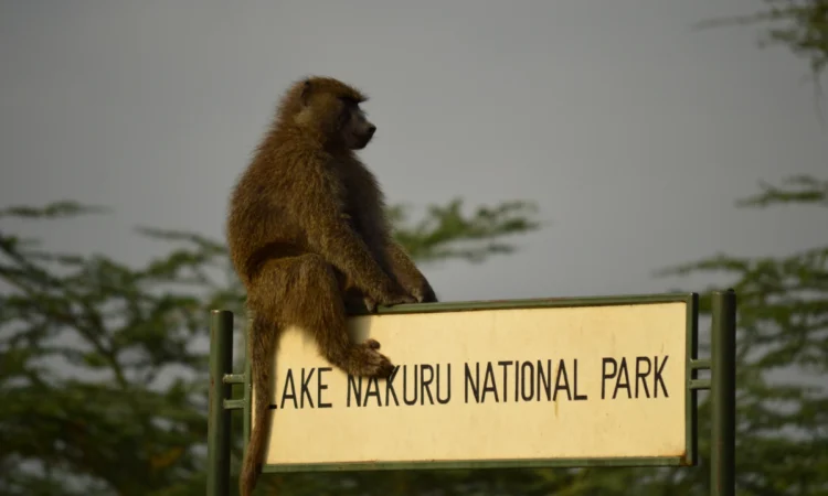 3 days Lake Nakuru NP Safari