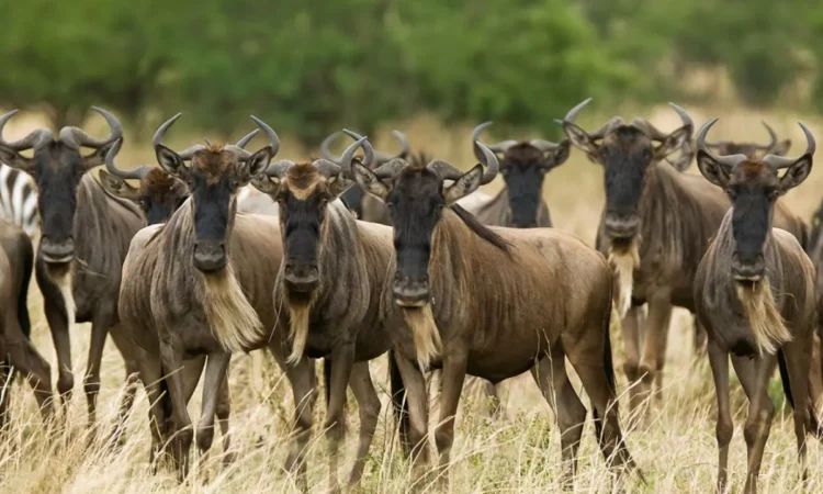 3 days serengeti safari