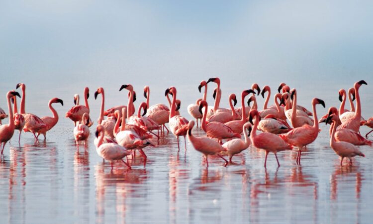 4 days Lake Nakuru and Naivasha Safari