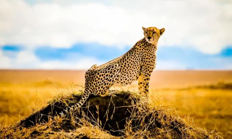 7 Days Great Migration Safari Tanzania