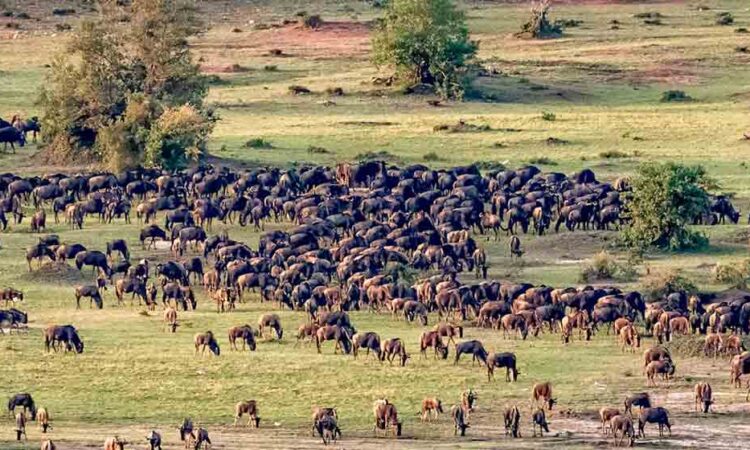 7 days Kenya Great Migration Safari