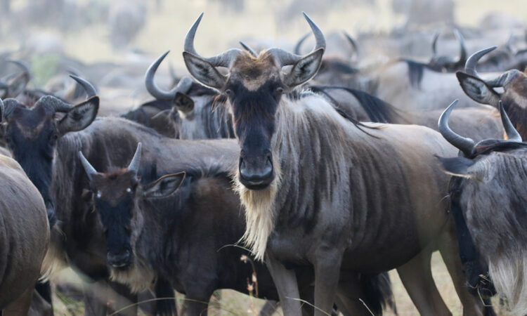 8 days wildlife safari in Kenya