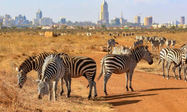 One day safari in Nairobi National Park
