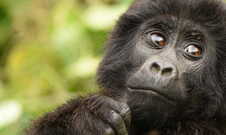 Gorilla Trekking Safaris in Uganda in July