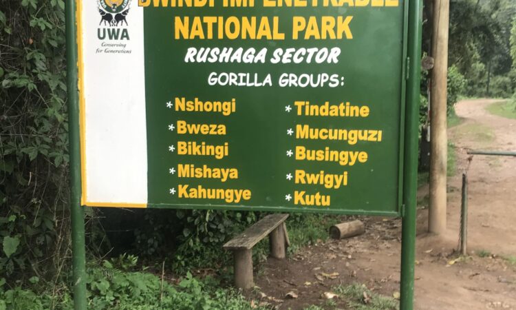 Rushaga Gorilla families