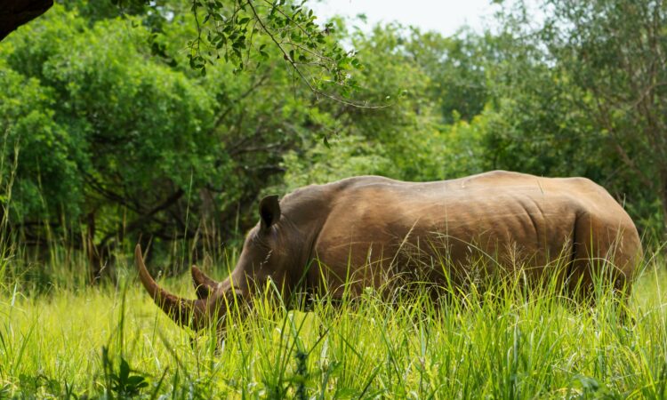 Ziwa Rhino Sanctuary in Uganda