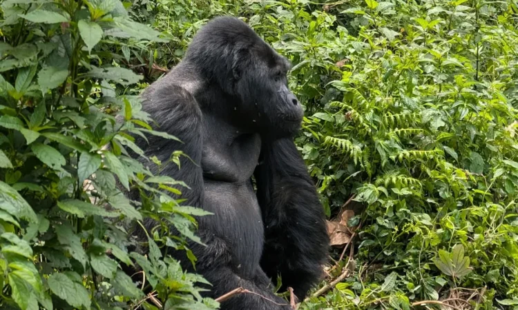 Uganda gorilla trek from London