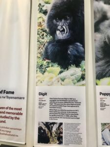Dian Fossey digit