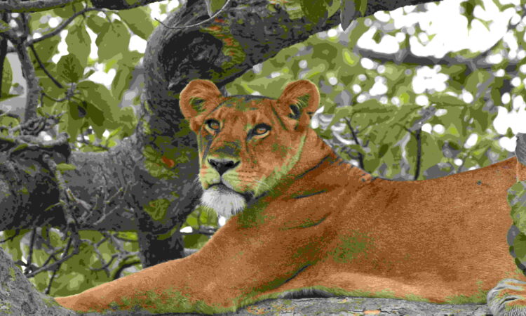 Where to see tree-climbing lions in Uganda?