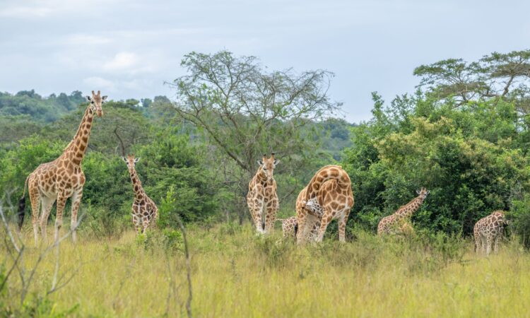 Giraffe population increases to 100 in Lake Mburo National Park