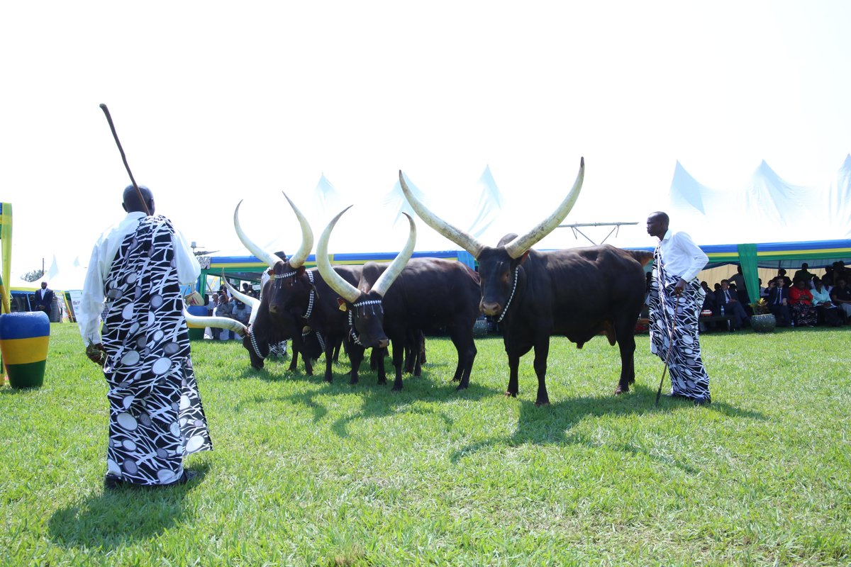 The Inyambo Cattle Parade | Standard Gorilla Safaris