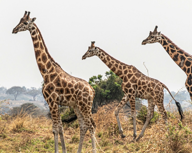 Giraffes in Murchison Falls National Park