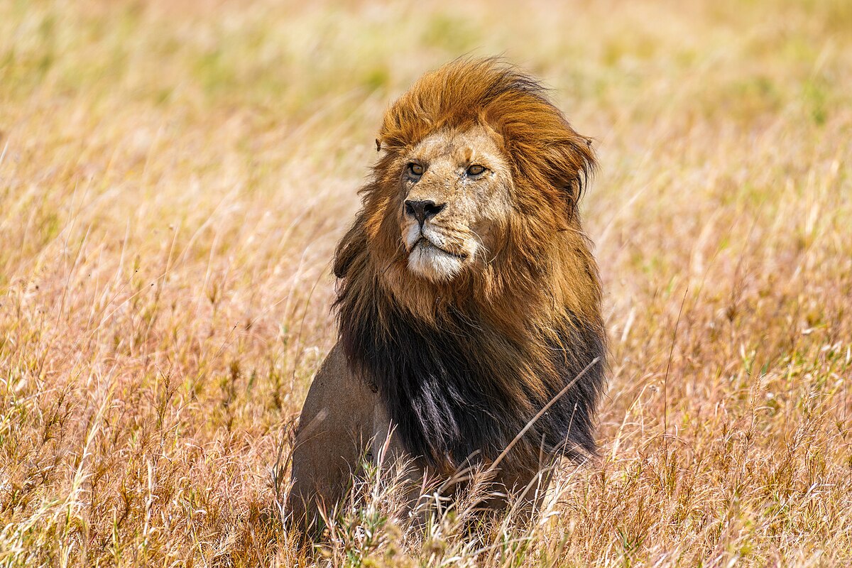 Where Are Lions Found