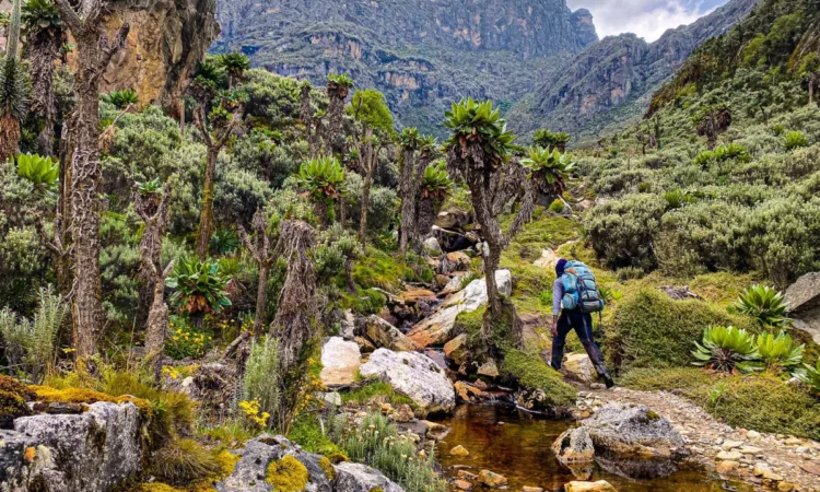 Kinyampanika Chimp trail in Rwenzori Mountains