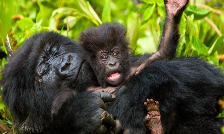 Binyindo gorilla family in Buhoma sector