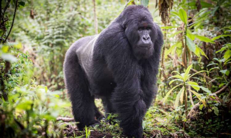 gorilla trekking in Ruhija