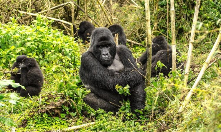 Gorilla habituation