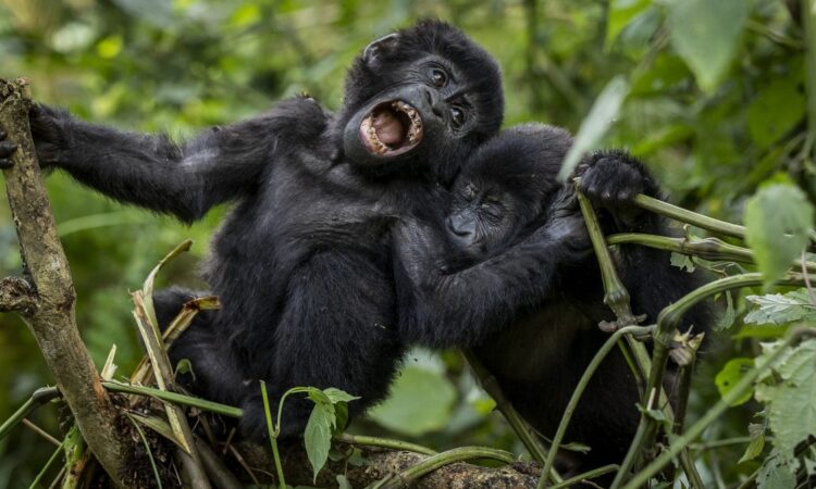 Gorilla habituation, Bwindi