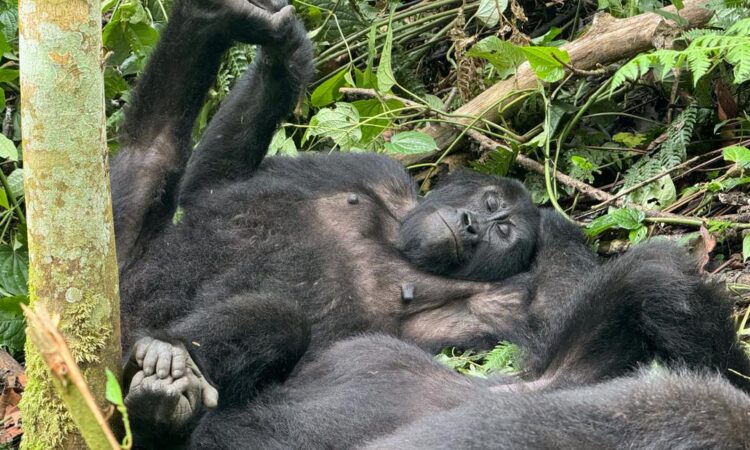 Gorilla trekking experience