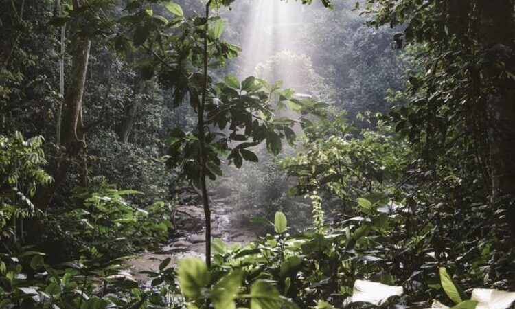 Mabira Forest