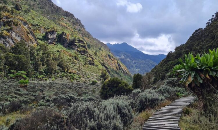 Mountain Rwenzori National Park