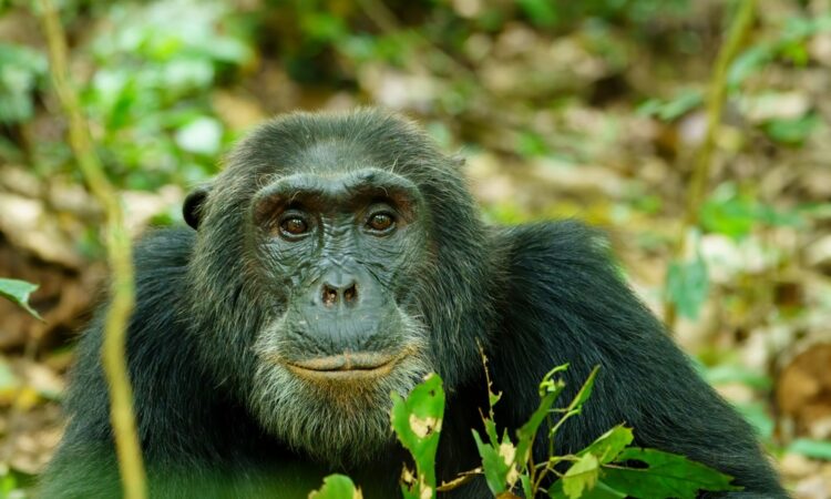 chimp trekking
