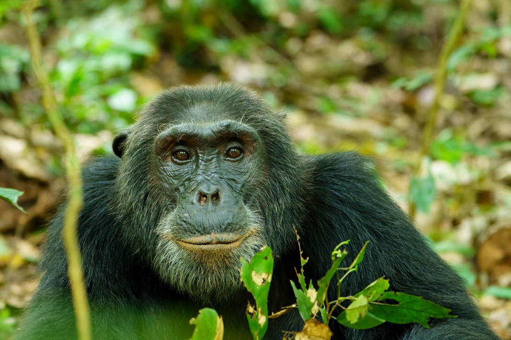 A day tour to see chimpanzees in Kibale Forest | Standard Gorilla Safaris