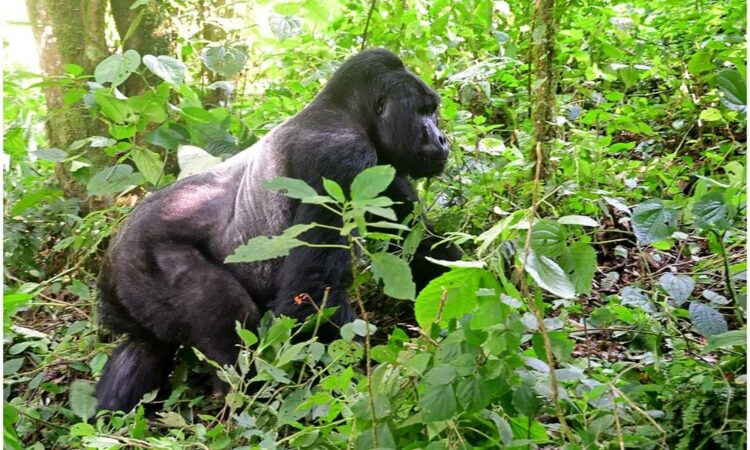 gorilla habituation