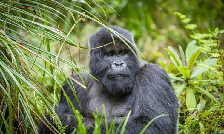 gorilla trek