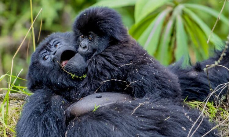 gorilla trekking age